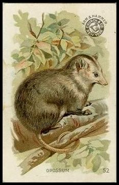 52 Opossum
